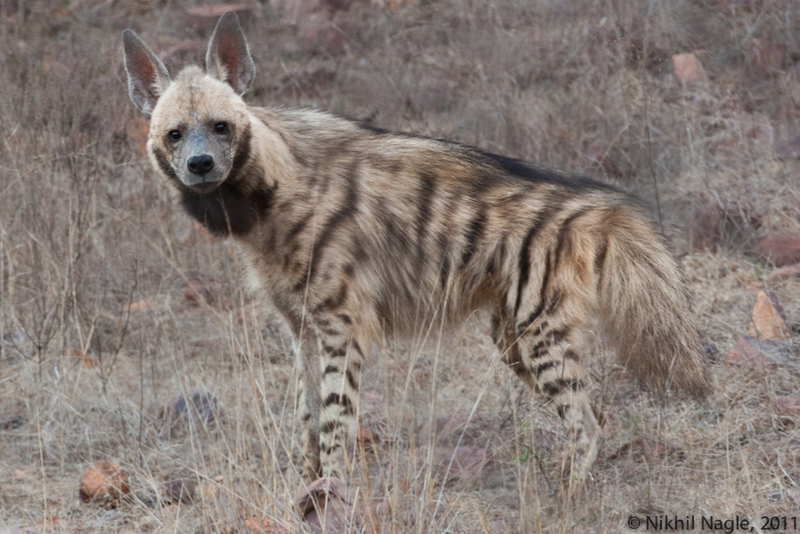Illustration for article titled Wednesday Hyena - Hyaena hyaena Edition